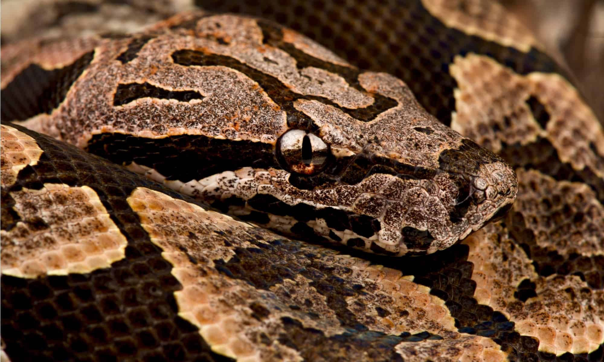 Dumeril's Boa