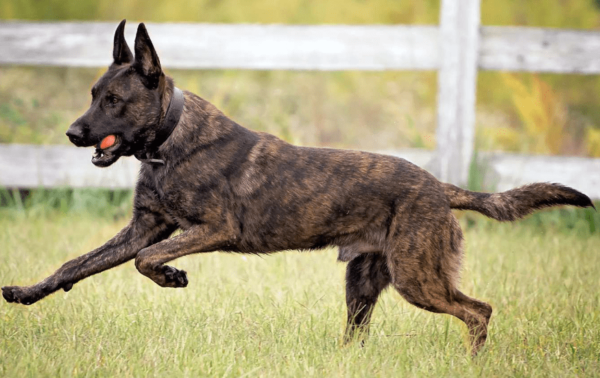 Dutch Shepherd