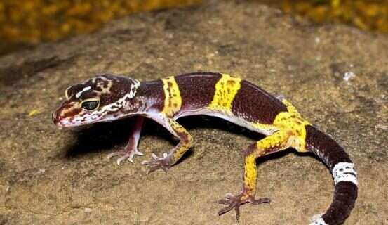 East Indian Leopard Gecko