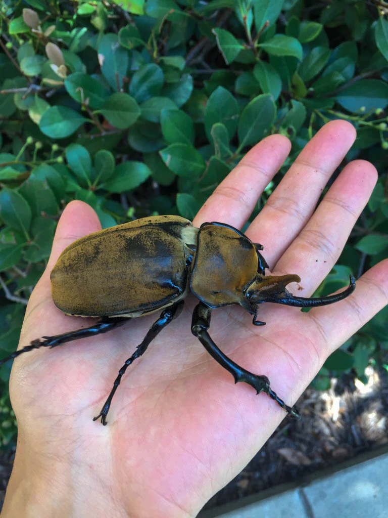 Elephant Beetle