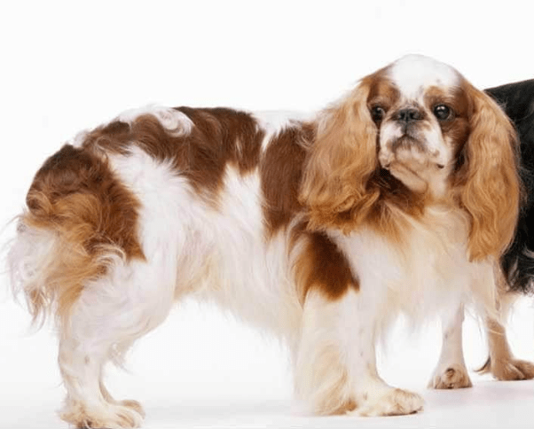 English Toy Spaniel