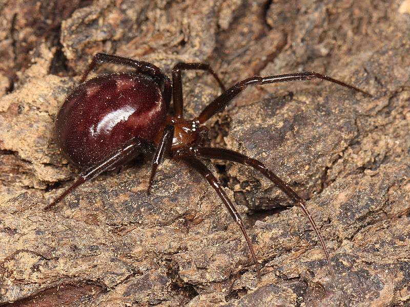 False Widow