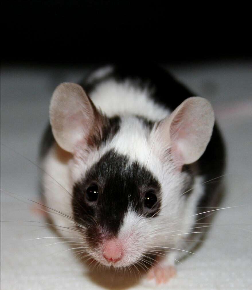 Fancy Mouse
