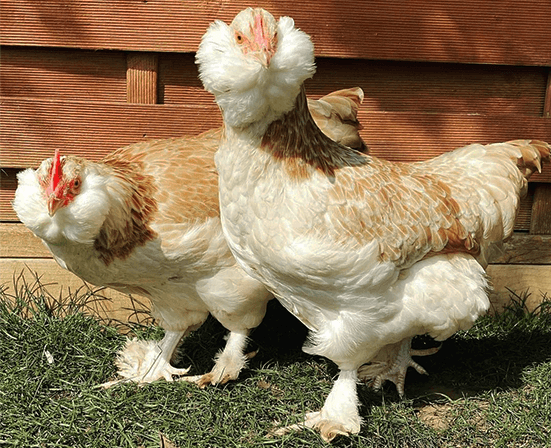 Faverolles Chicken