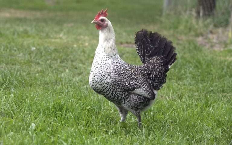 Fayoumi Chicken