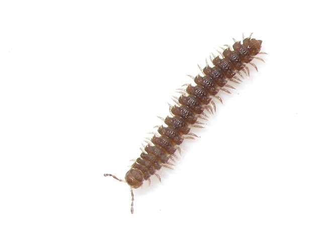 Flat-Backed Milipede