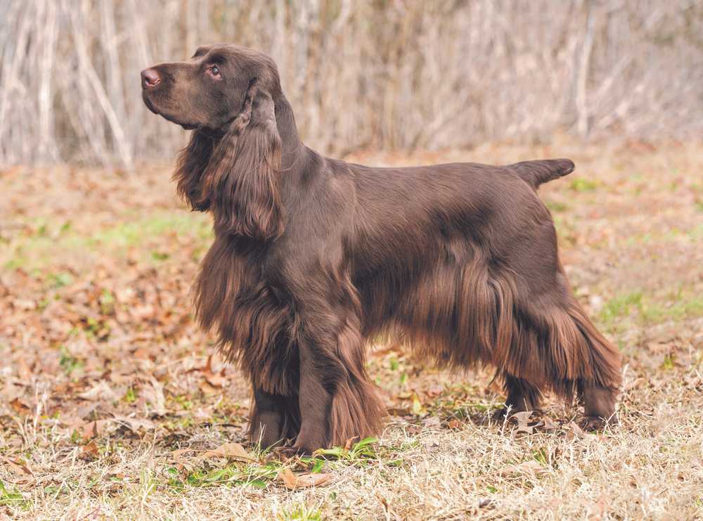 Field Spaniel