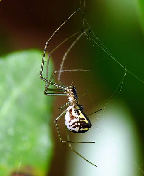 Filmy Dome Spider