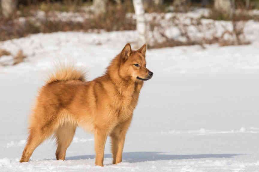 Finnish Spitz