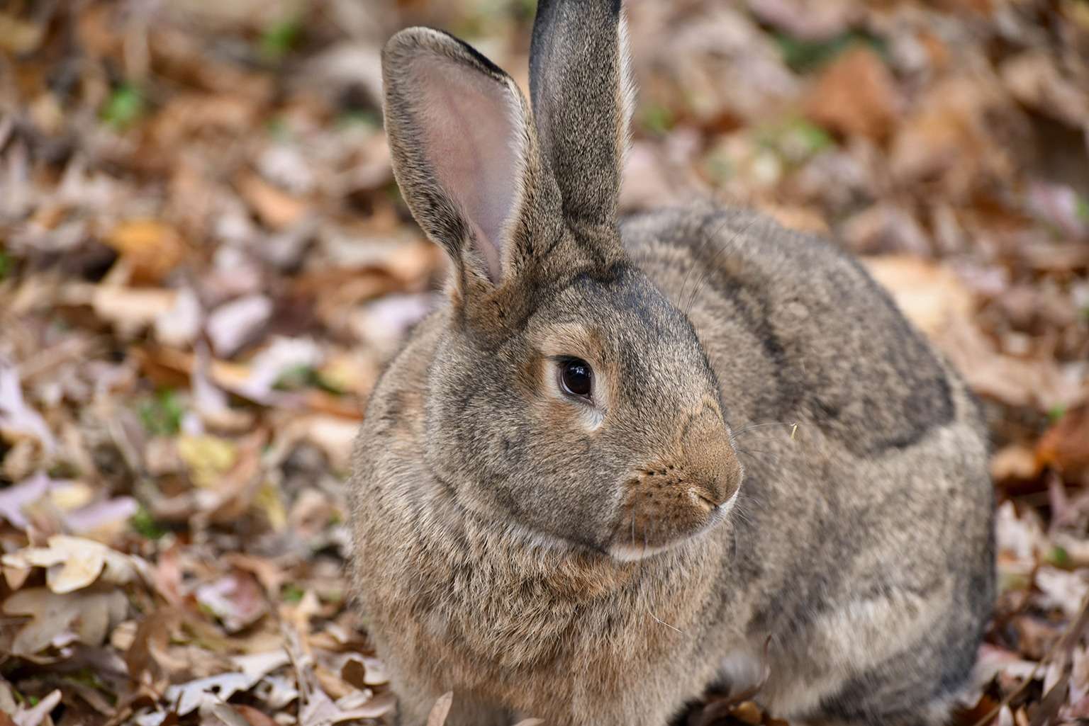 Flemish Giant Rabbit