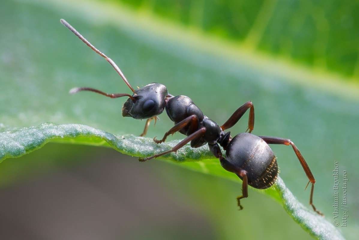 Formica fusa