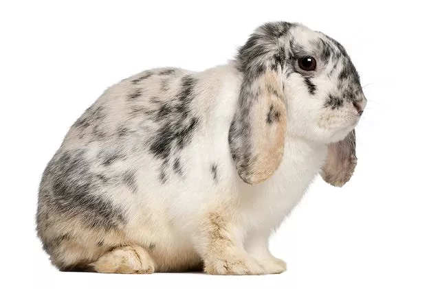 French Lop