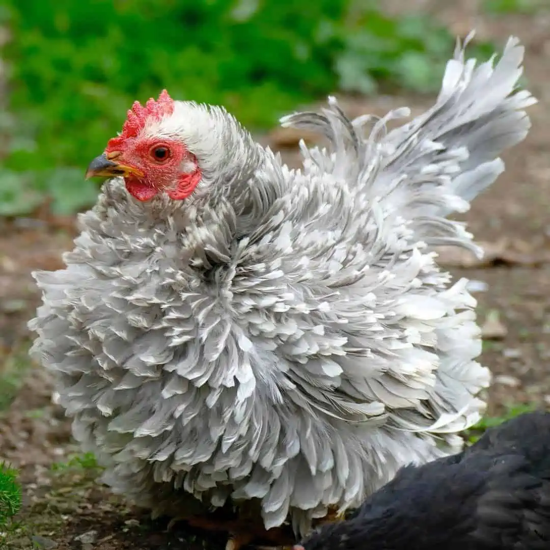 Frizzle Chicken