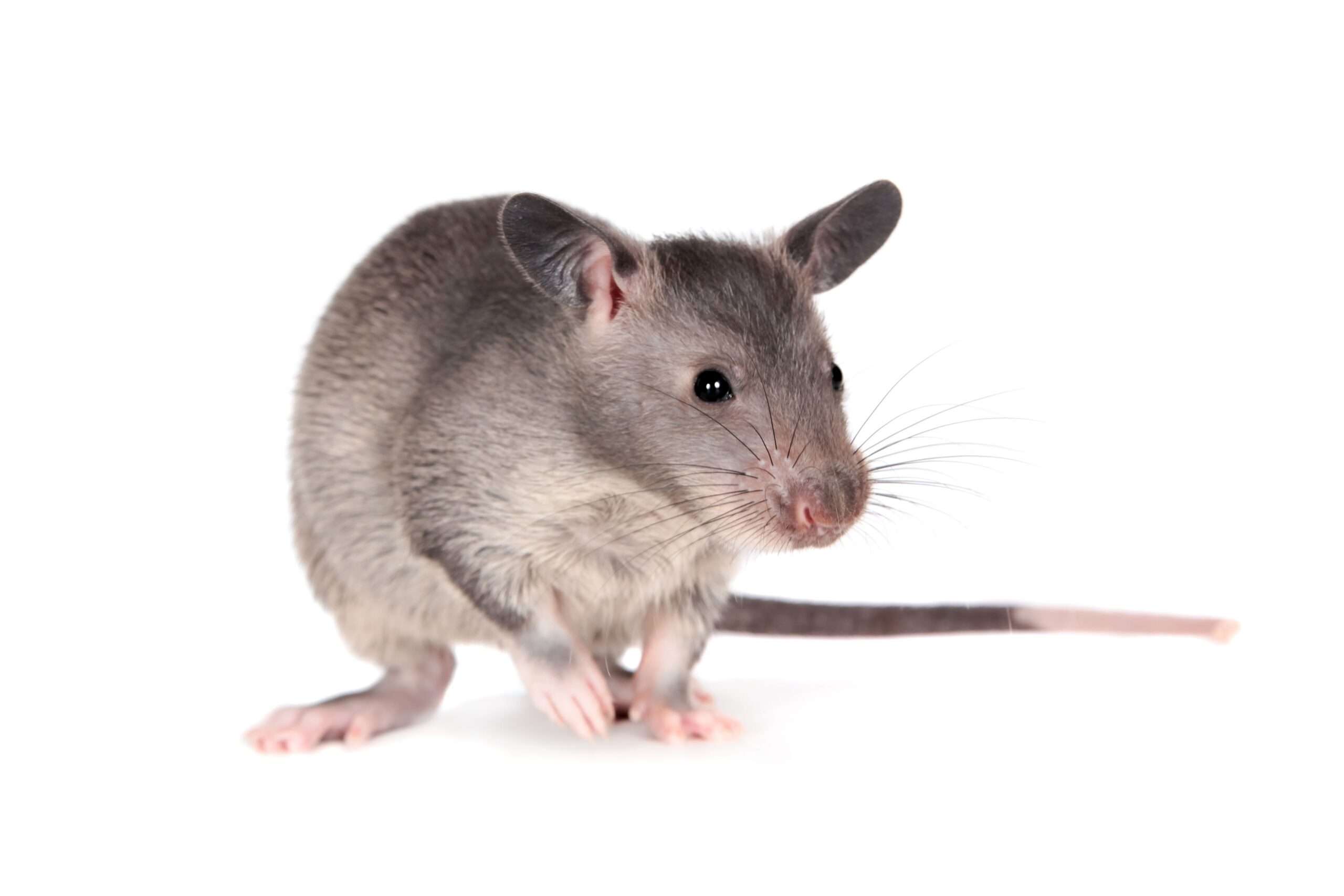 Gambian Pouched Rat