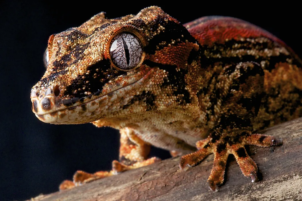 Gargolye Gecko