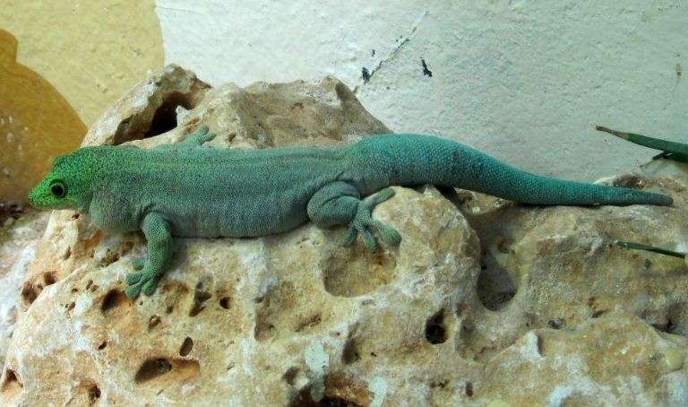 Standing's Day Geckos