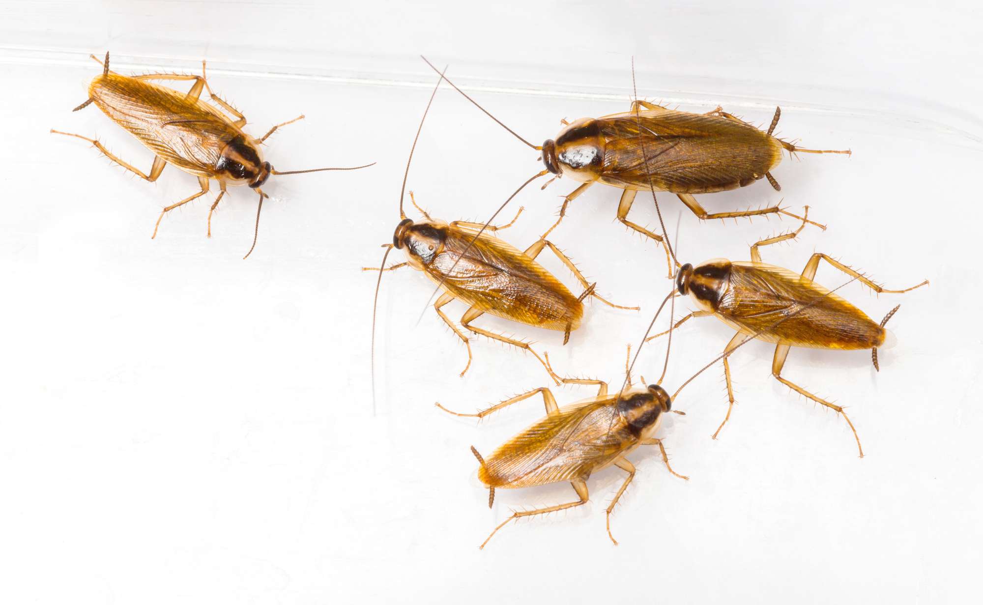 German Cockroach