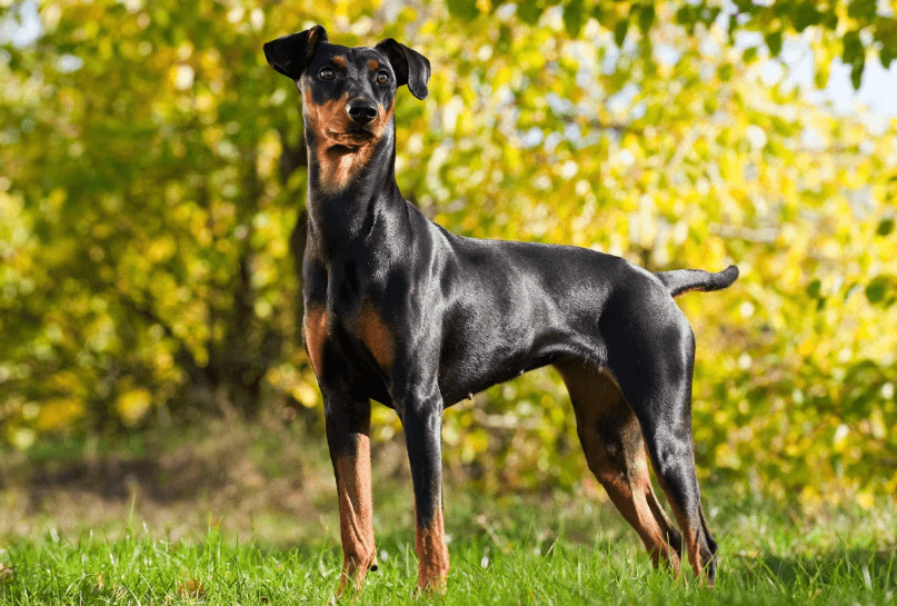 German Pinscher