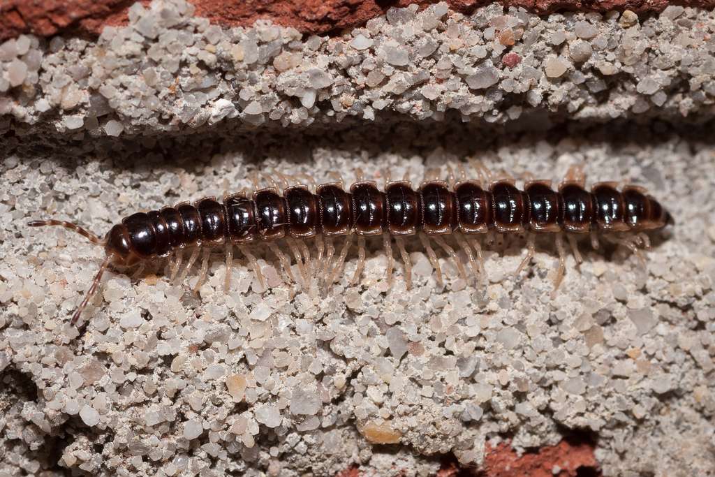 Greenhouse Milipede