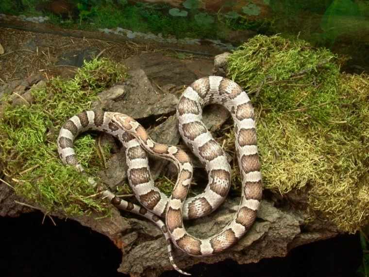 Ghost Corn Snake