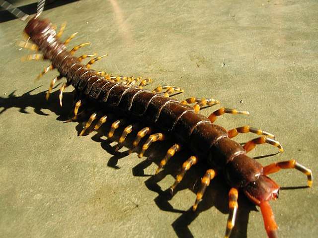 Giant Centipede