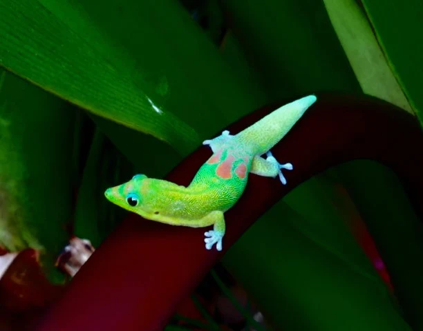 Gold Dust Day Gecko
