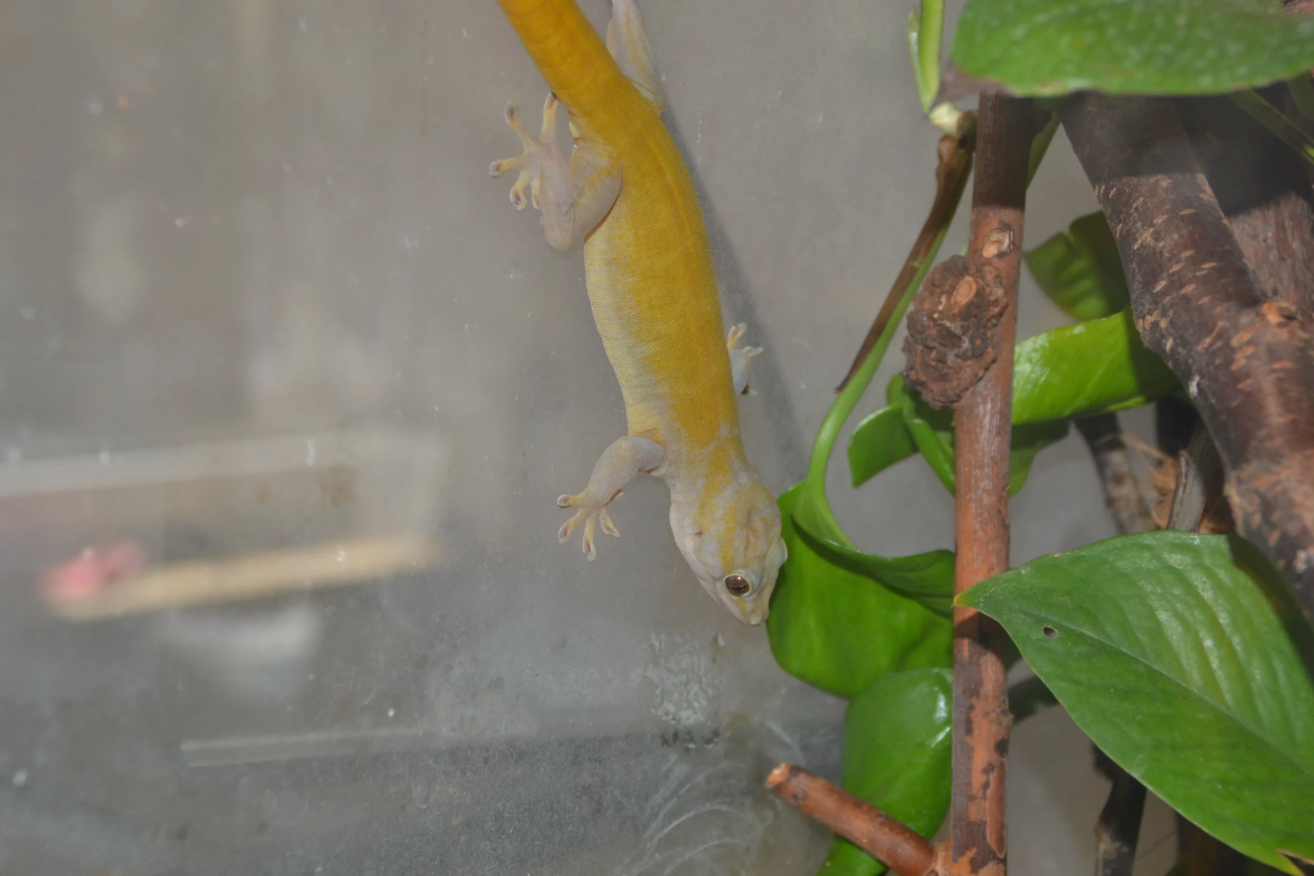 Golden Gecko