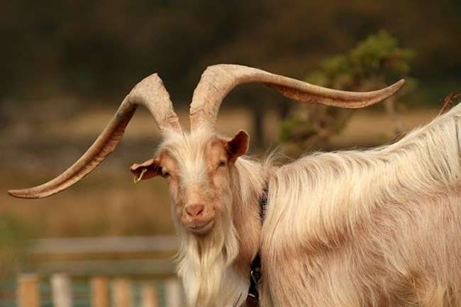 Golden Guernsey Goat