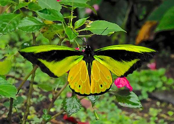 Goliath Birdwing Butterfly