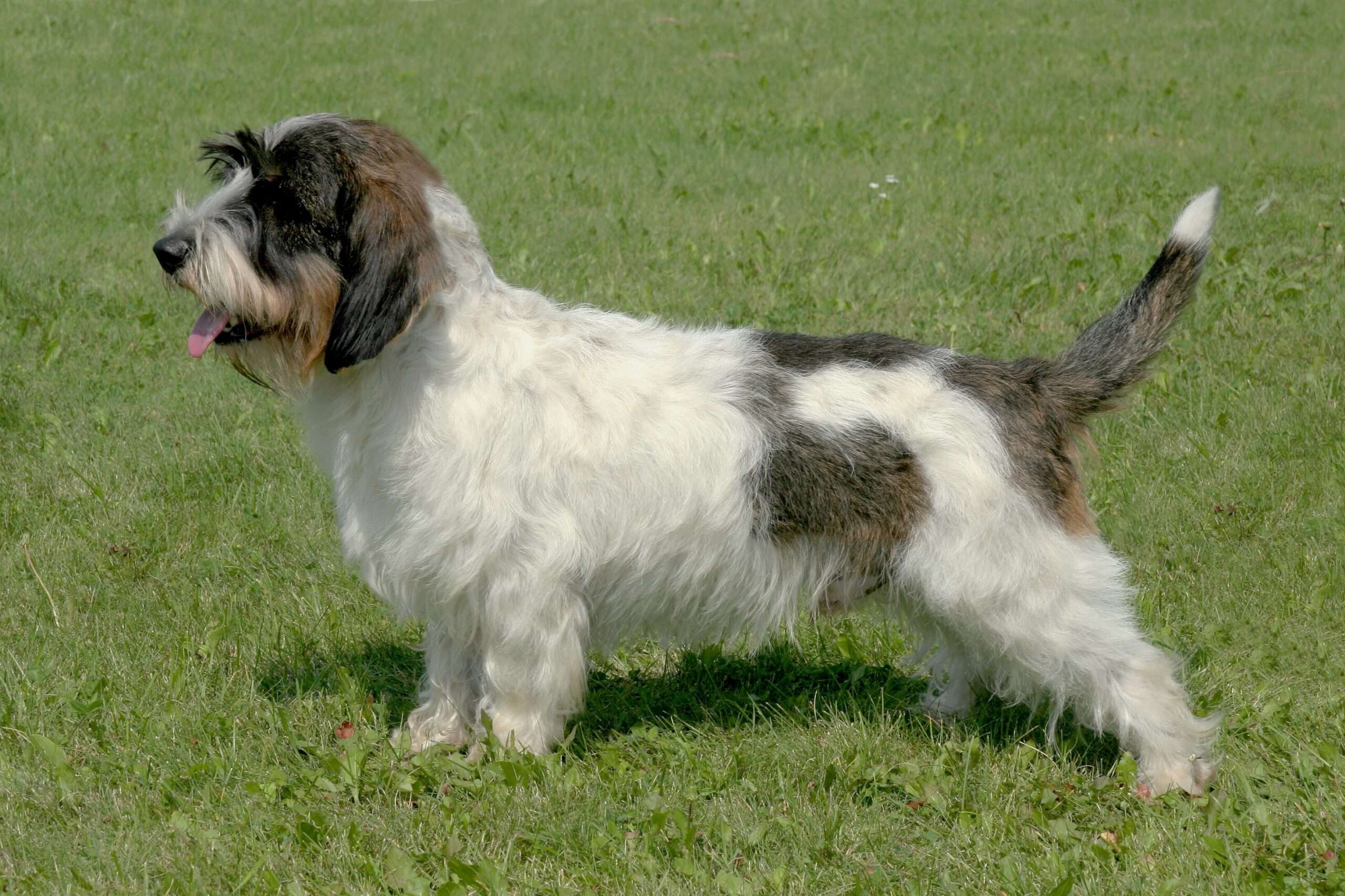 Grand Basset Griffon Vendeen