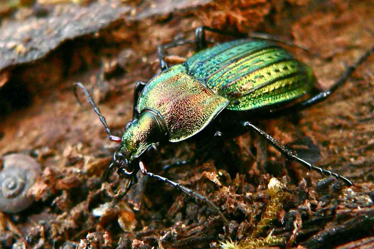 Ground Beetle