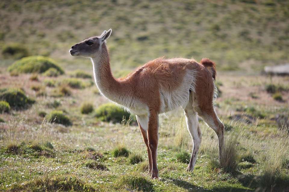 Llamas