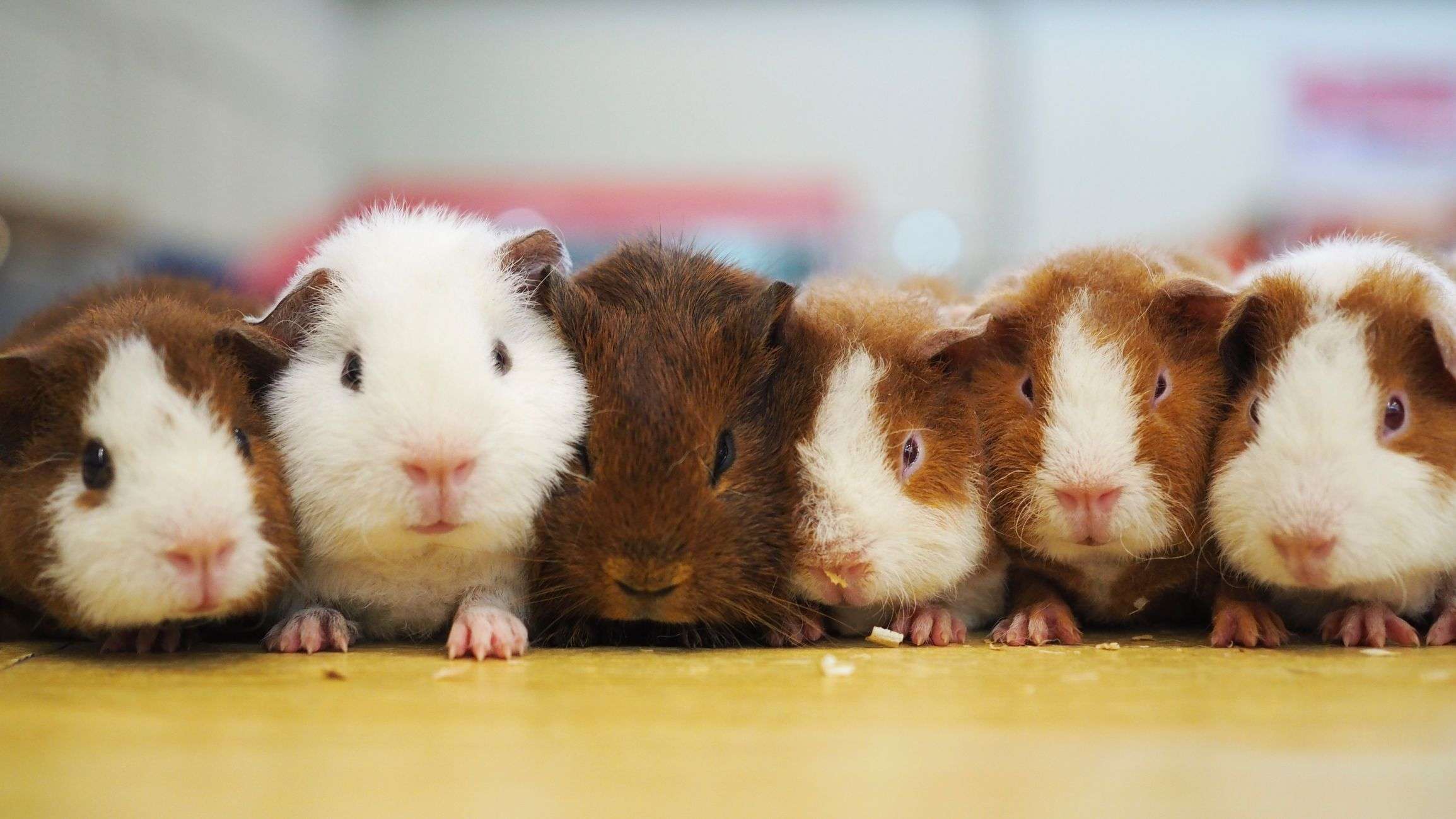 Guinea Pig