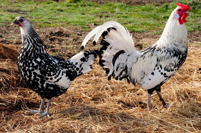 Hamburg Chicken