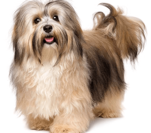 Havanese