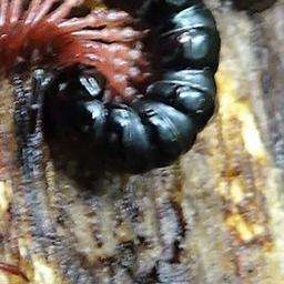 Heterocladosoma Bifalcatum
