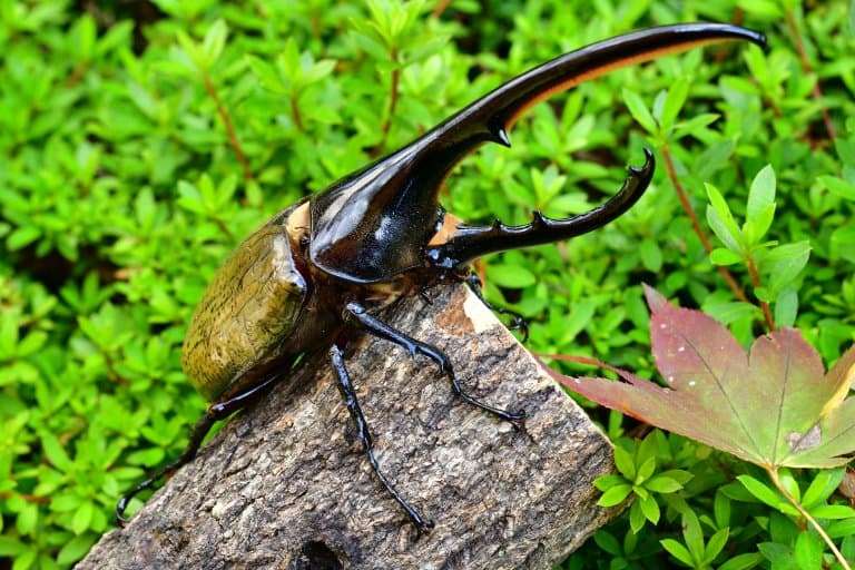 Hercules Beetle