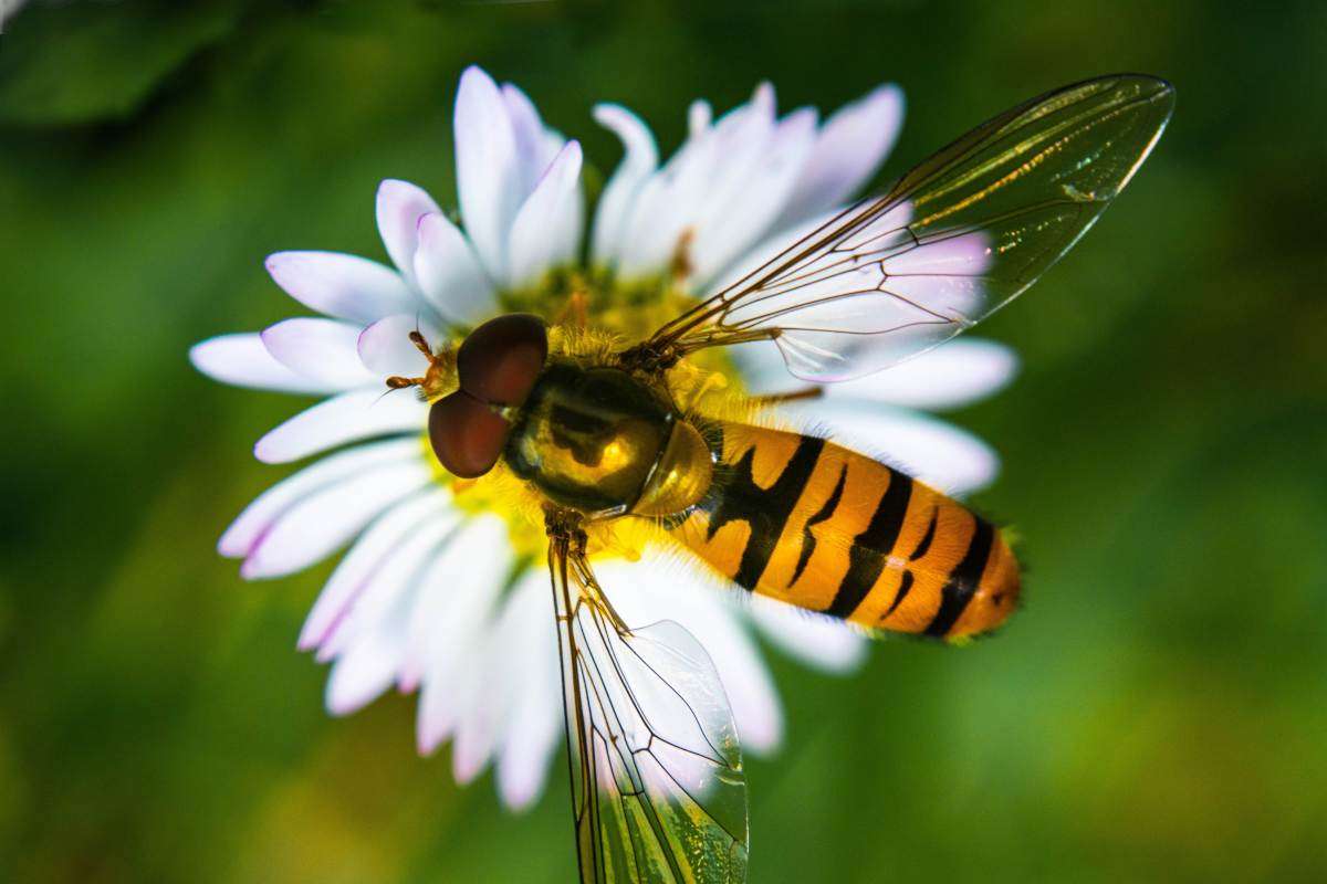 Hover Fly