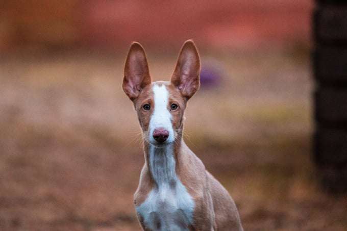 Ibizan Hound