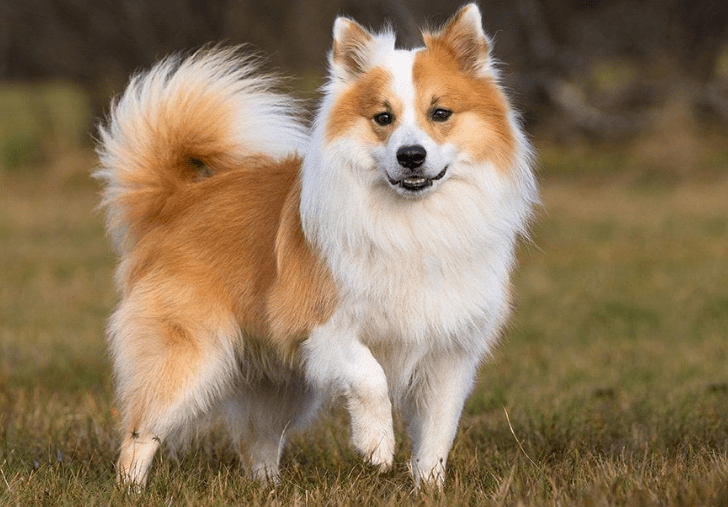 Icelandic Sheepdog
