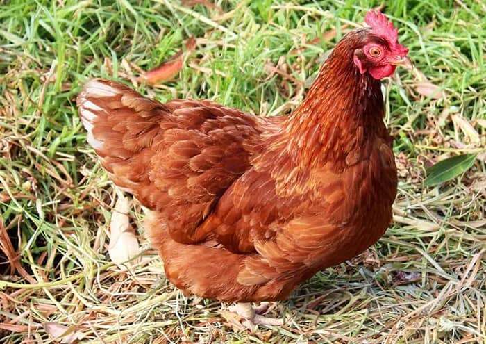 ISA Brown Chicken
