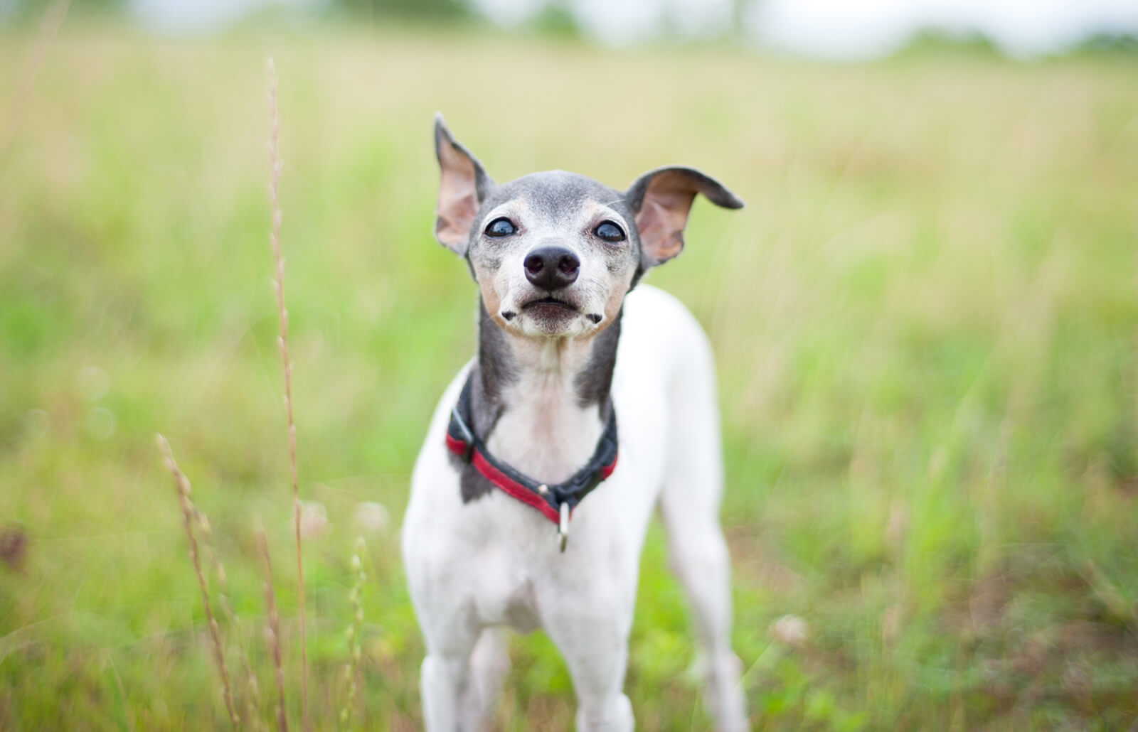 Japanese Terrier