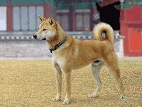 Jindo