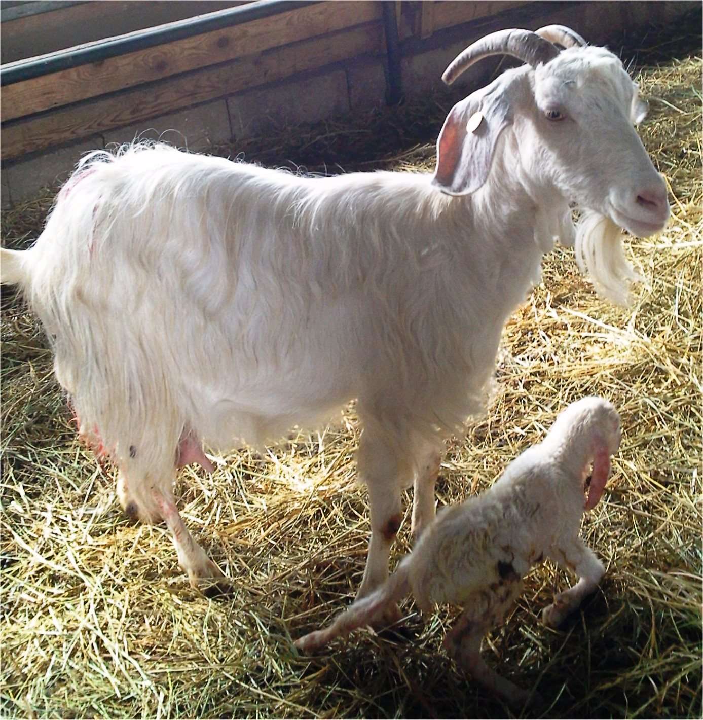 Jonica Goat