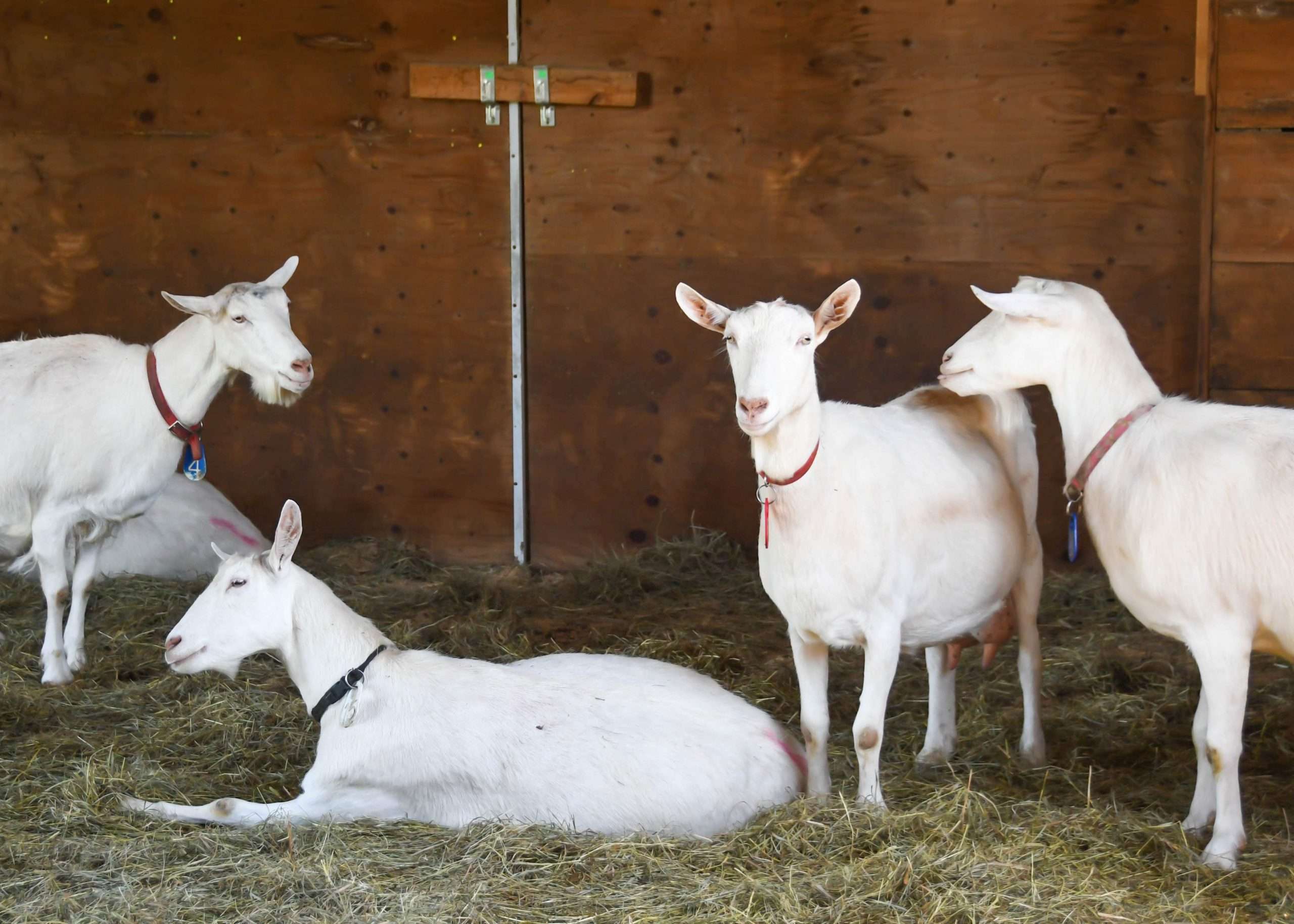 Laoshan Goat