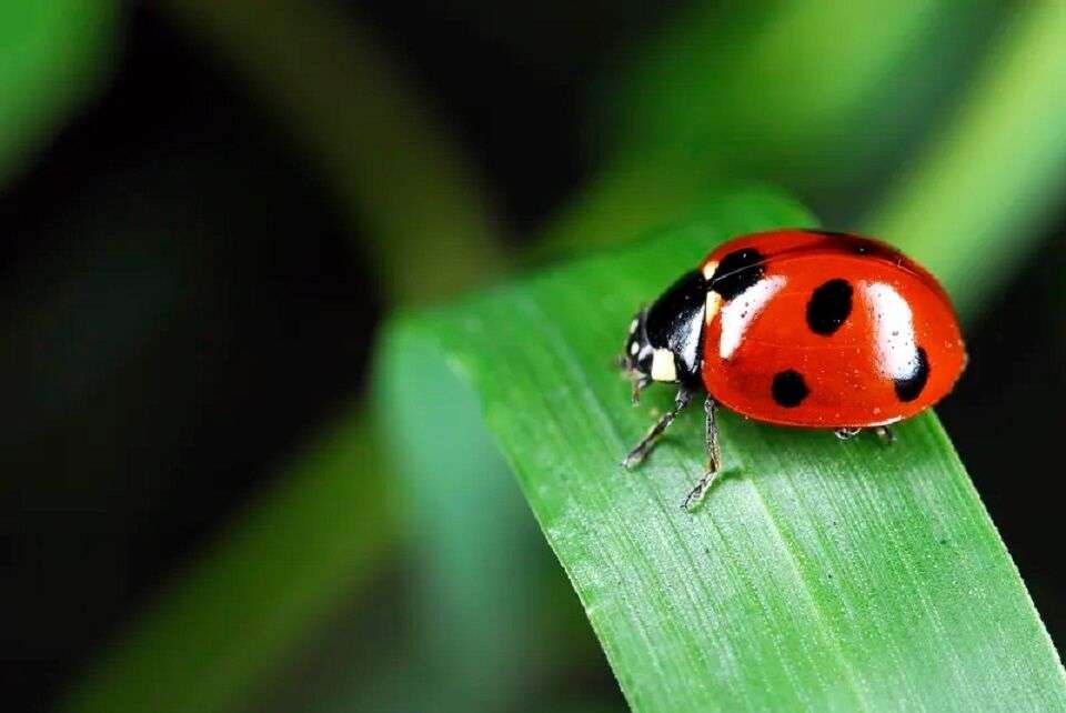 Ladybug