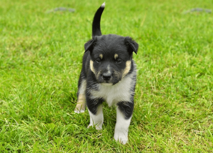 Lapponian Herder