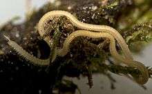 Siphonorhinid Milipede