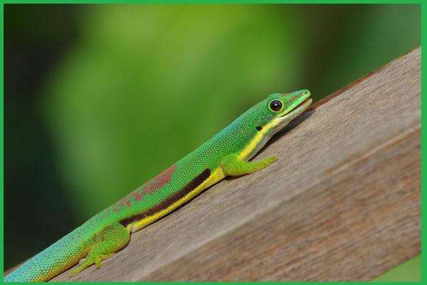 Lined Day Geckos