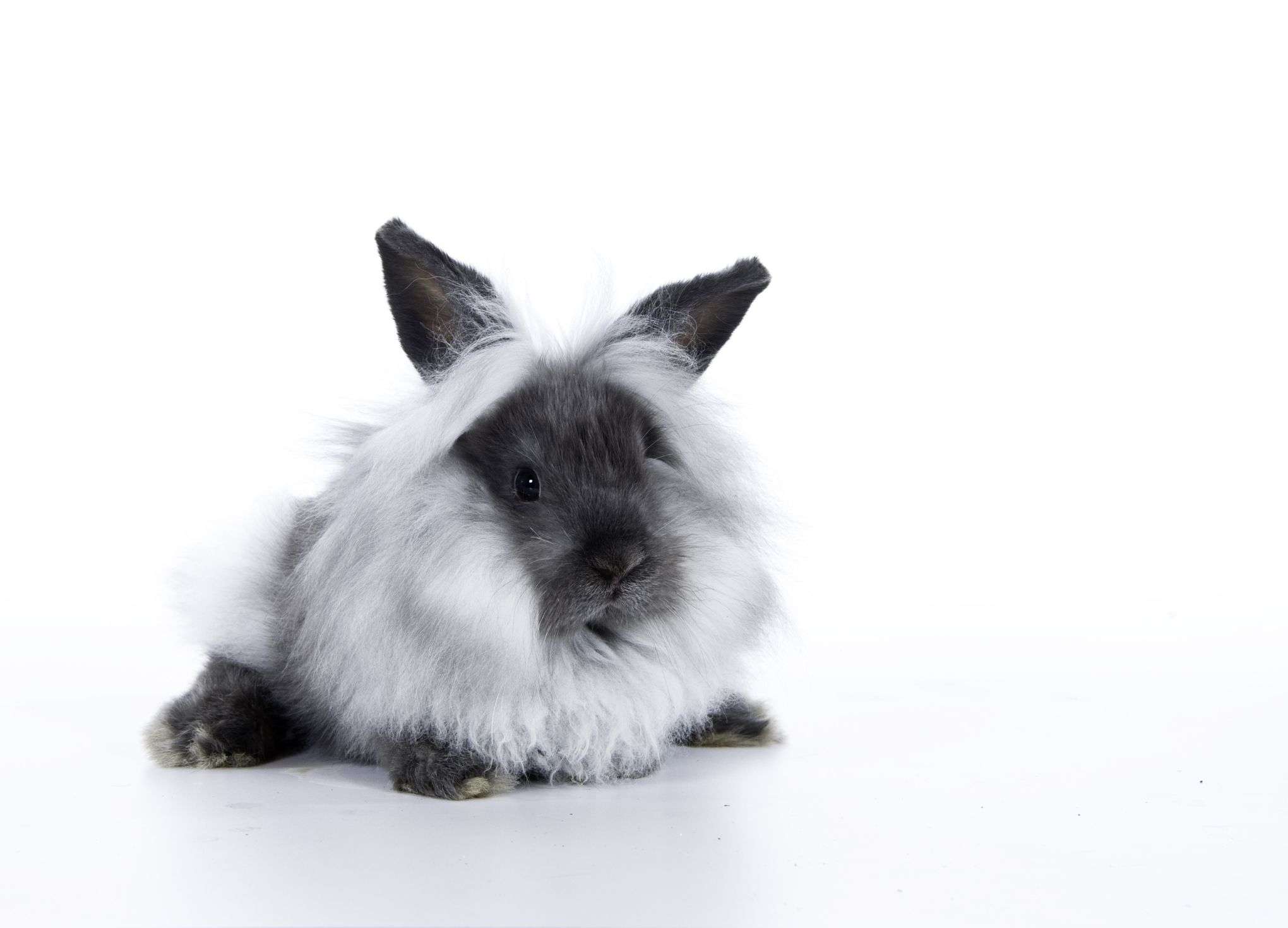 Lionhead Rabbit